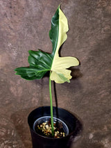 EXACT Golden Dragon Philodendron Variegated Plant - Rare Plant - EXACT Plant(June-16-18)