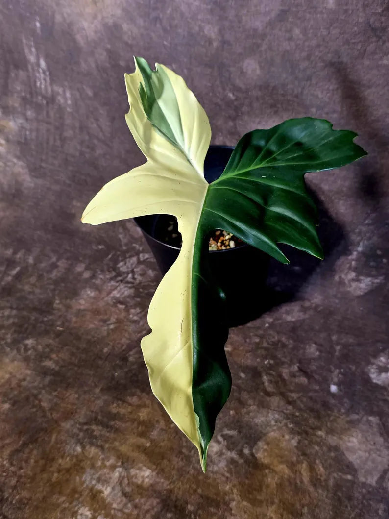 EXACT Golden Dragon Philodendron Variegated Plant - Rare Plant - EXACT Plant(June-16-18)