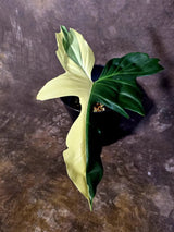 EXACT Golden Dragon Philodendron Variegated Plant - Rare Plant - EXACT Plant(June-16-18)