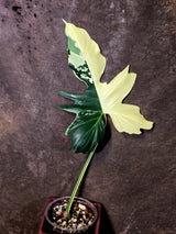 Golden Dragon Philodendron Variegated Plant - Collector Rare Plant - EXACT Plant (June-16-13)