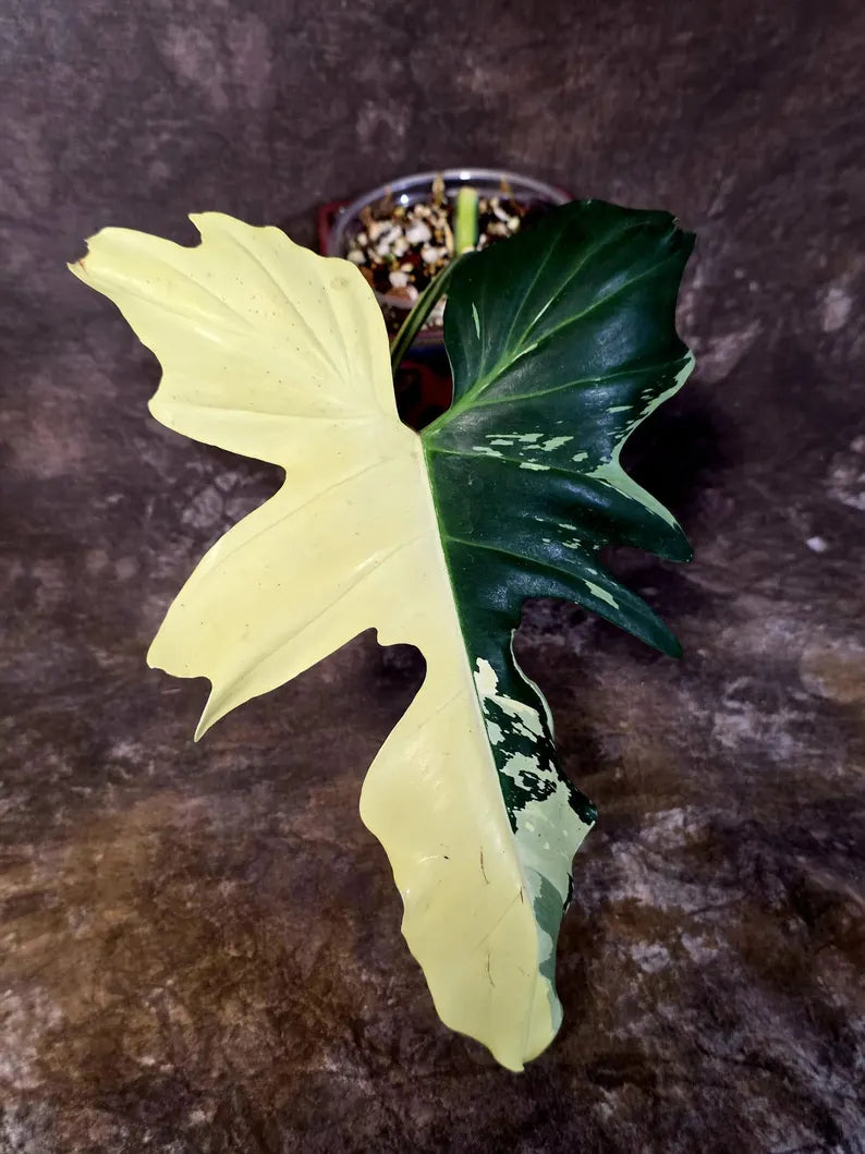 Golden Dragon Philodendron Variegated Plant - Collector Rare Plant - EXACT Plant (June-16-13)