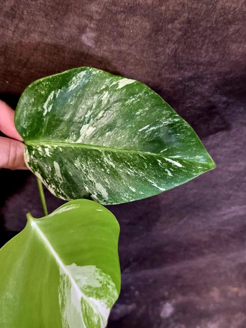 Variegated Monstera Albo - Rare White Monstera Borsigiana Baby Leaf EXACT Plant (June-16-19)