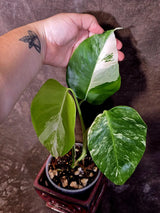 Variegated Monstera Albo - Rare White Monstera Borsigiana Baby Leaf EXACT Plant (June-16-19)