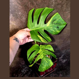 Monstera Aurea Variegated Plant - Rare Tropical Aroid - EXACT Plant - US Seller (June-16-14)