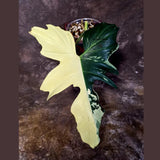 Golden Dragon Philodendron Variegated Plant - Collector Rare Plant - EXACT Plant (June-16-13)