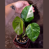 Variegated Monstera Albo - Rare White Monstera Borsigiana Baby Leaf EXACT Plant (June-16-19)