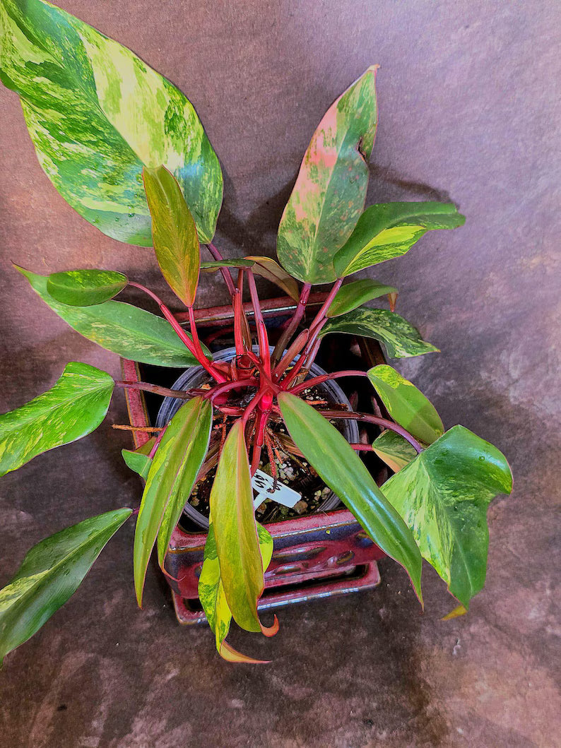Variegated Philodendron Strawberry Shake Live Plant - EXACT Plant - US Seller (6-5-51)