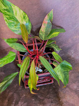 Variegated Philodendron Strawberry Shake Live Plant - EXACT Plant - US Seller (6-5-51)