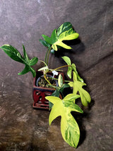 Variegated Philodendron Florida Beauty - Extremely Rare Variegated  - US Seller (6-5-52)