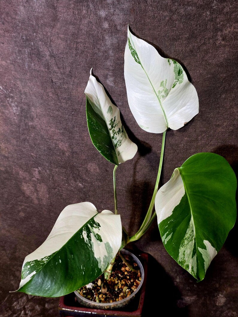 Monstera Albo Variegated Plant - Rare White Borsigiana - Exact Plant - US Seller (June-5-60)