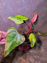 Variegated Philodendron Strawberry Shake Live Plant - EXACT Plant - US Seller (June-5-54)