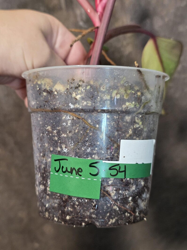 Variegated Philodendron Strawberry Shake Live Plant - EXACT Plant - US Seller (June-5-54)