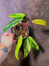 Variegated Philodendron Strawberry Shake Live Plant - EXACT Plant - US Seller (June-5-55)