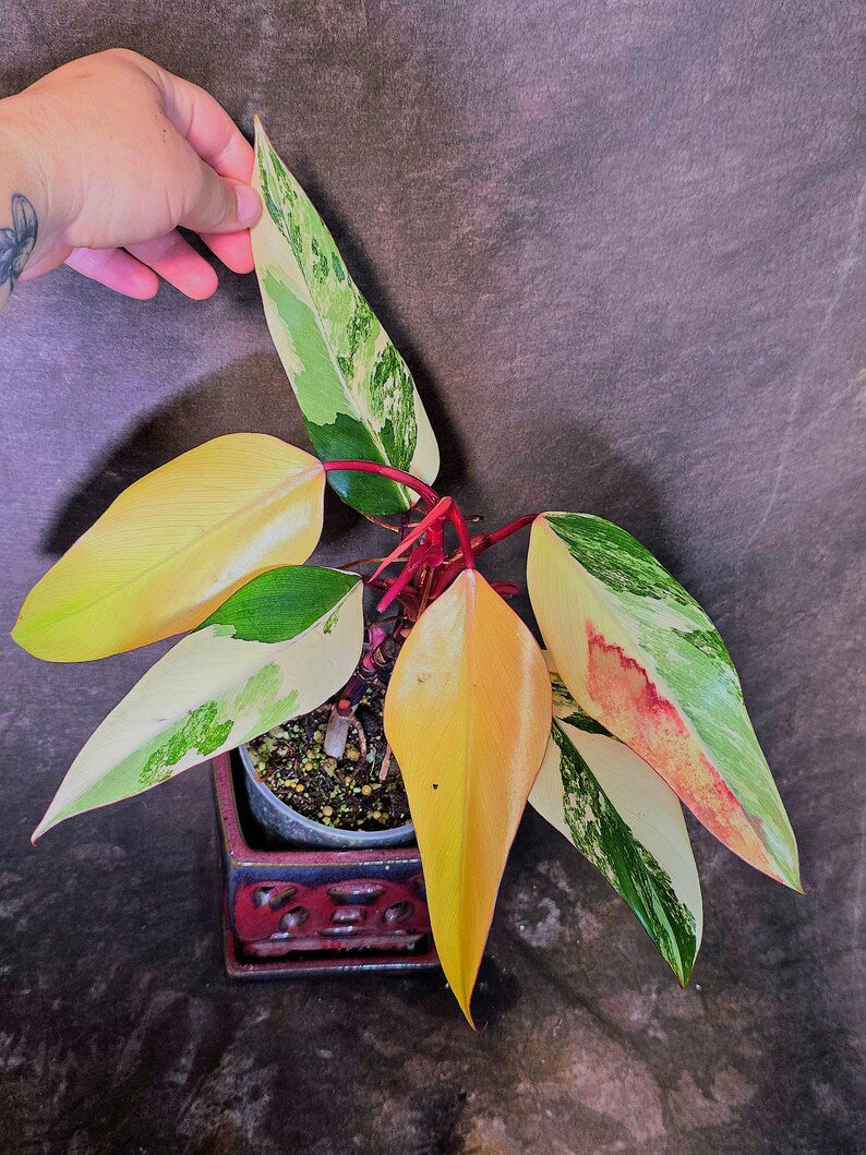 Variegated Philodendron Strawberry Shake Live Plant - EXACT Plant - US Seller (June-5-56)