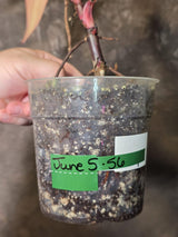 Variegated Philodendron Strawberry Shake Live Plant - EXACT Plant - US Seller (June-5-56)