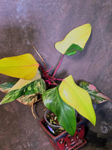 Variegated Philodendron Strawberry Shake Live Plant - EXACT Plant - US Seller (June-5-58)