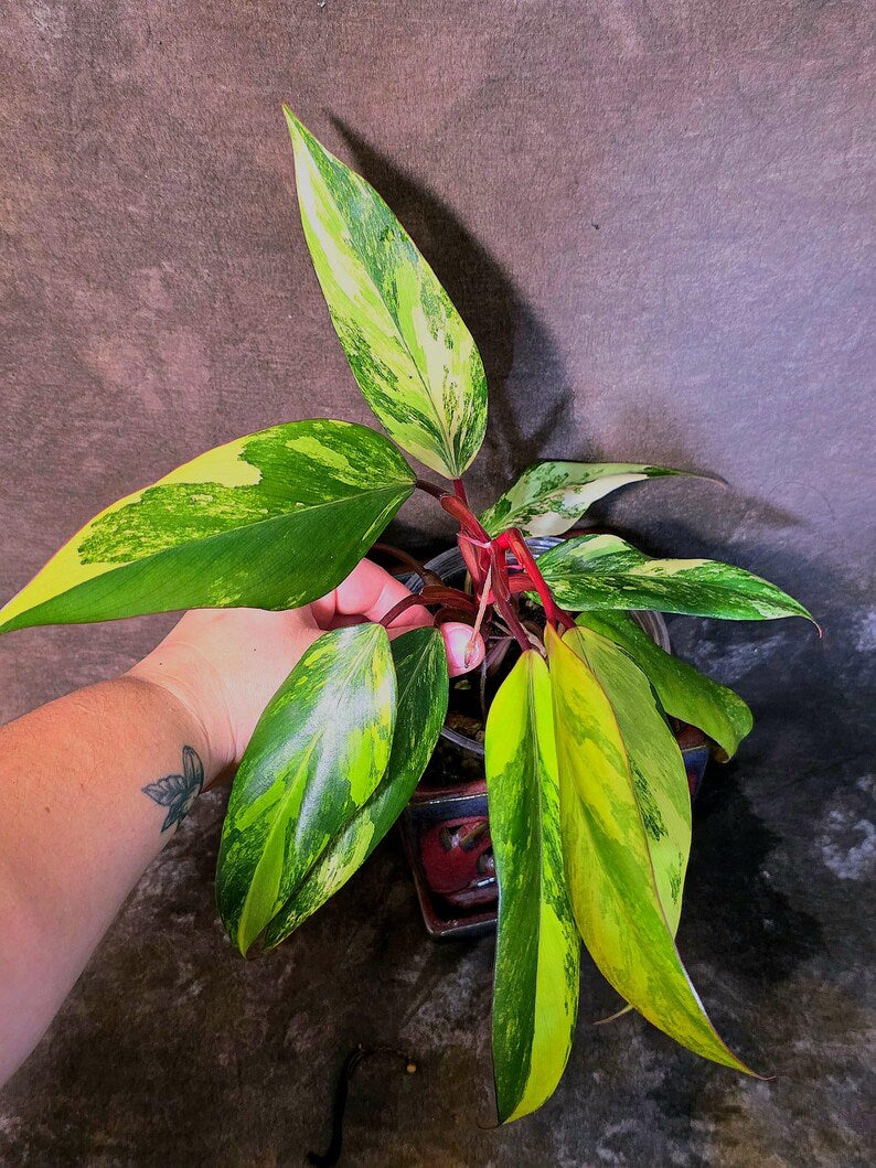 Variegated Philodendron Strawberry Shake Live Plant - EXACT Plant - US Seller (June-5-61)