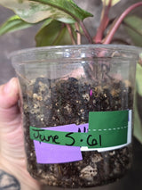 Variegated Philodendron Strawberry Shake Live Plant - EXACT Plant - US Seller (June-5-61)