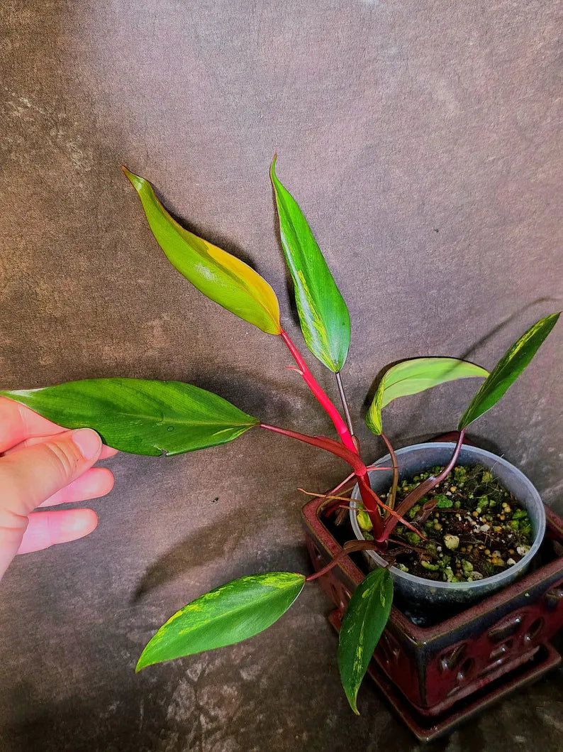 Variegated Philodendron Strawberry Shake Live Plant - EXACT Plant - US Seller (June-5-62)