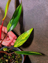 Variegated Philodendron Strawberry Shake Live Plant - EXACT Plant - US Seller (June-5-62)