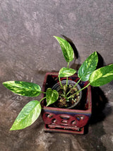 Variegated Golden Flame - Epipremnum Pinnatum Plant - SAME Plant - US Seller (June-5-66)