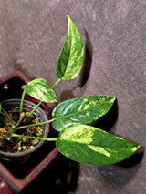 Variegated Golden Flame - Epipremnum Pinnatum Plant - SAME Plant - US Seller (June-5-66)