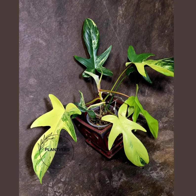 Variegated Philodendron Florida Beauty - Extremely Rare Variegated  - US Seller (6-5-52)