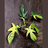 Variegated Philodendron Florida Beauty - Extremely Rare Variegated  - US Seller (6-5-52)