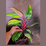 Variegated Philodendron Strawberry Shake Live Plant - EXACT Plant - US Seller (June-5-61)