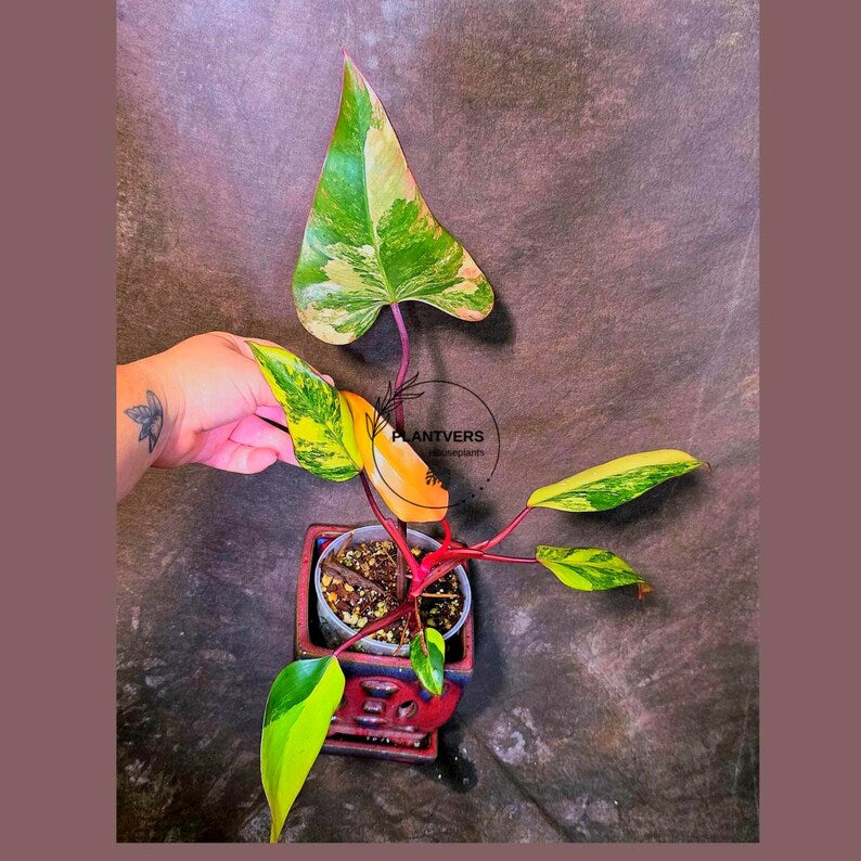 Variegated Philodendron Strawberry Shake Live Plant - EXACT Plant - US Seller (June-5-54)