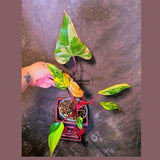 Variegated Philodendron Strawberry Shake Live Plant - EXACT Plant - US Seller (June-5-54)