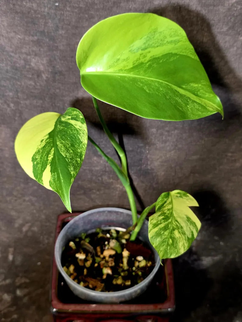 Monstera Aurea Variegated Plant - Exact Rare Tropical Aroids - Monstera Marmota (June-9-8)