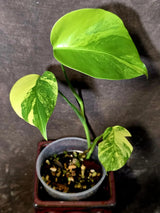 Monstera Aurea Variegated Plant - Exact Rare Tropical Aroids - Monstera Marmota (June-9-8)