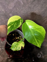 Monstera Aurea Variegated Plant - Exact Rare Tropical Aroids - Monstera Marmota (June-9-8)