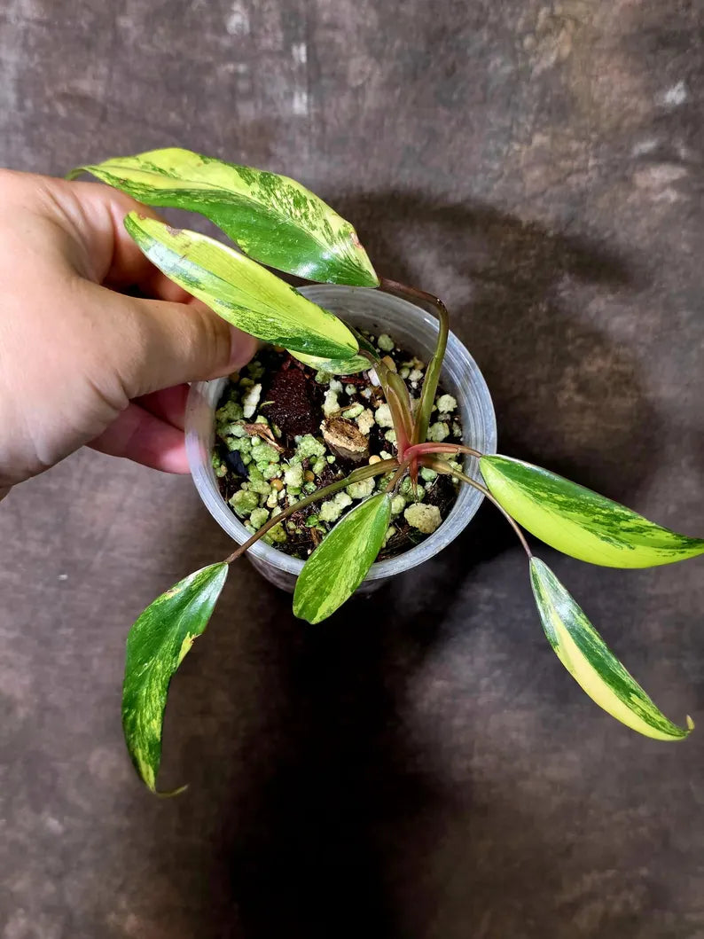 Variegated Philodendron Strawberry Shake Live Plant - EXACT Plant - US Seller (June-9-10)