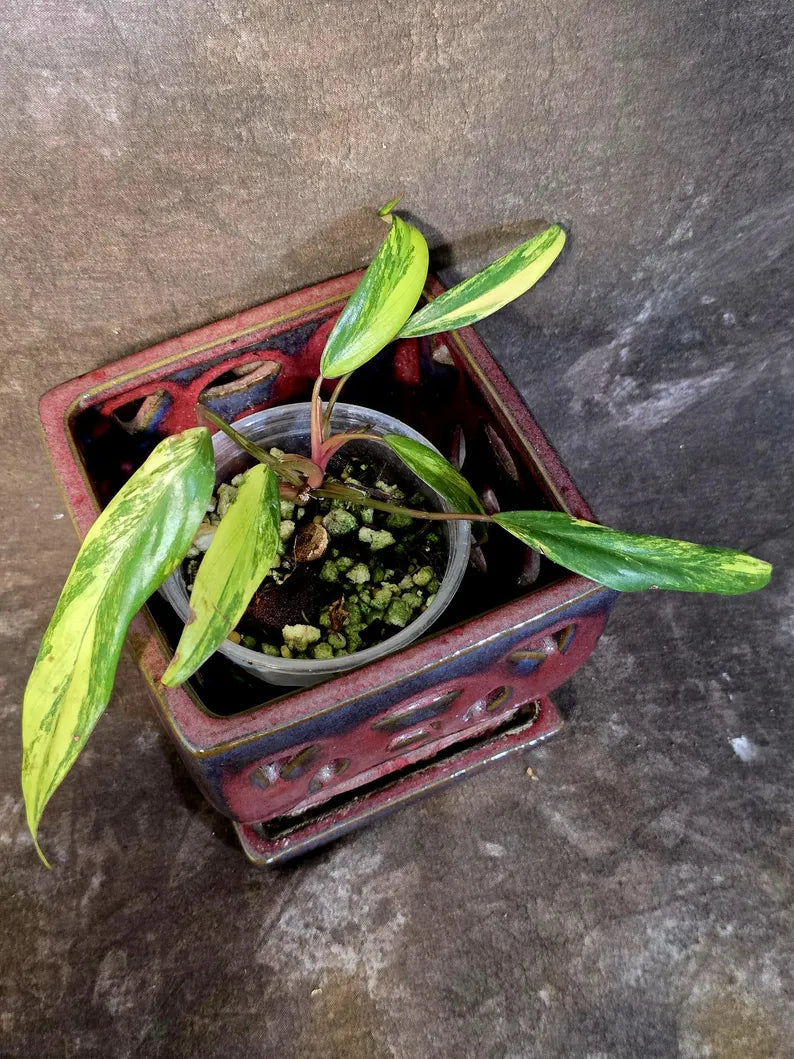 Variegated Philodendron Strawberry Shake Live Plant - EXACT Plant - US Seller (June-9-10)