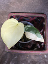 Scindapsus Jade Satin Variegated - Rare Tropical Plant - EXACT Plant (June-09-14)
