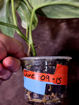 Scindapsus Jade Satin Variegated - Rare Tropical Plant - EXACT Plant (June-09-15)