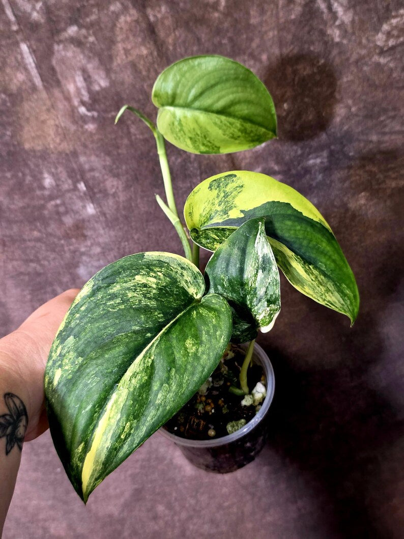 Scindapsus Jade Satin Variegated - Rare Tropical Plant - EXACT Plant (June-09-15)