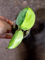 Scindapsus Jade Satin Variegated - Rare Tropical Plant - EXACT Plant (June-09-16)