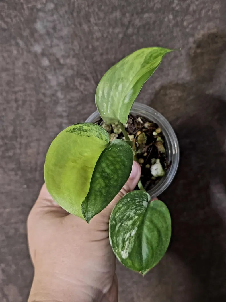 Scindapsus Jade Satin Variegated - Rare Tropical Plant - EXACT Plant (June-09-16)
