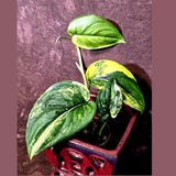 Scindapsus Jade Satin Variegated - Rare Tropical Plant - EXACT Plant (June-09-15)