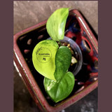 Scindapsus Jade Satin Variegated - Rare Tropical Plant - EXACT Plant (June-09-16)