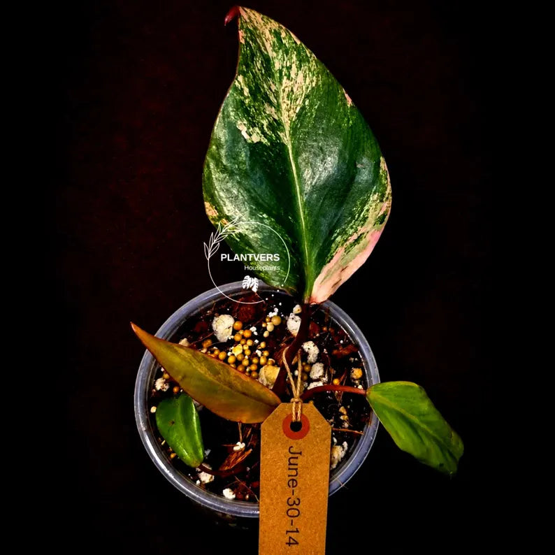 Philodendron Strawberry Shake High Variegated Live Plant - EXACT Same Plant - US Seller