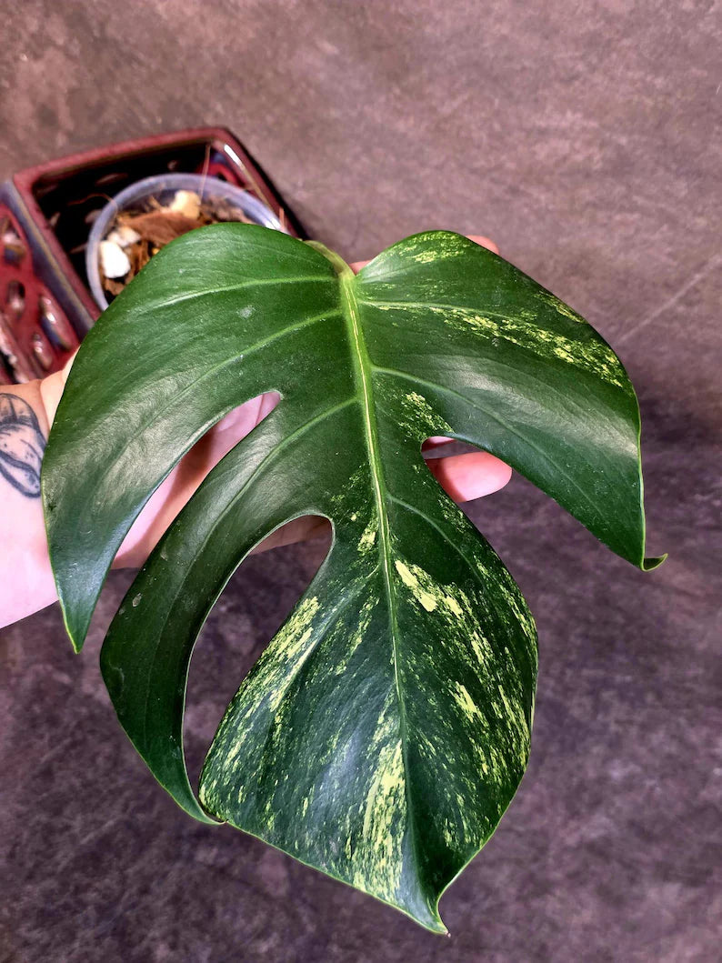 Monstera Borsigiana Aurea Variegated - Rare Exact Plant - US Seller (June-16-01)