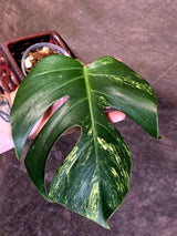 Monstera Borsigiana Aurea Variegated - Rare Exact Plant - US Seller (June-16-01)