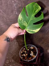 Monstera Borsigiana Aurea Variegated - Exact Plant - US Seller(June-16-02)