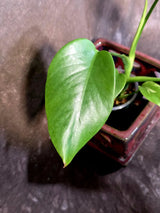 Monstera Aurea Variegated Plant - Rare Aroid - Monstera Marmota Indoor - Exact Plant (June-16-05)