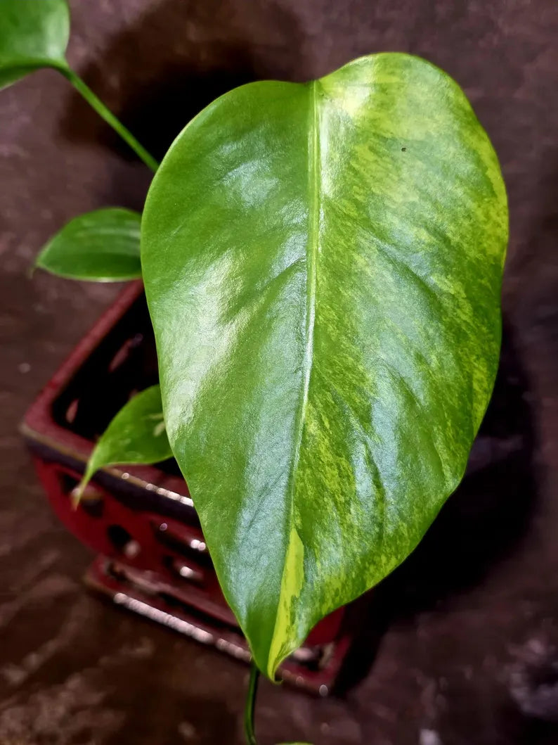 Monstera Aurea Variegated Plant - Rare Aroid - Monstera Marmota Indoor - Exact Plant (June-16-05)