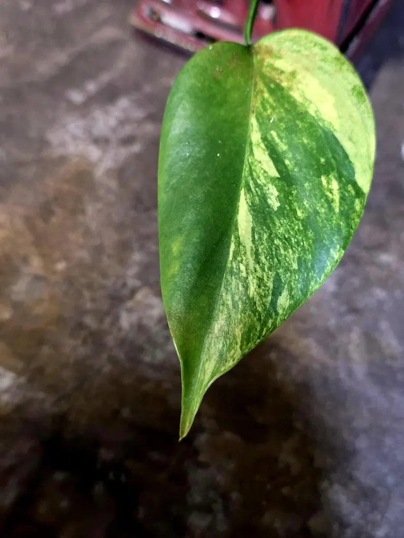 Monstera Aurea Variegated Plant - Rare Aroid - Monstera Marmota Indoor - Exact Plant (June-16-05)